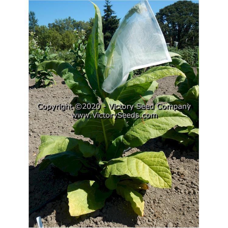 Judy's Pride Tobacco