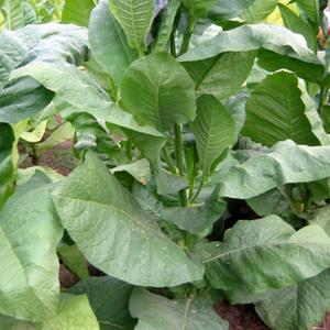Scantic Tobacco