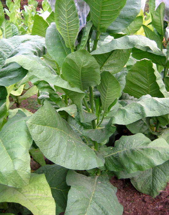 Scantic Tobacco