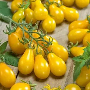 Yellow Pear Tomato