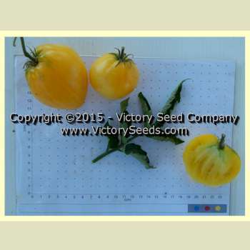 Dwarf Lemon Ice Tomato