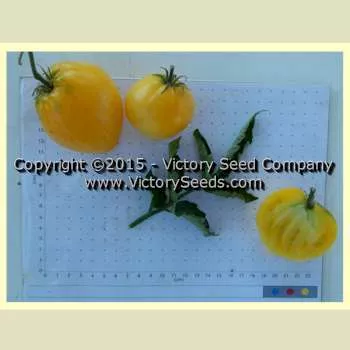Dwarf Lemon Ice Tomato