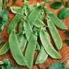 Oregon Giant Snow Pea