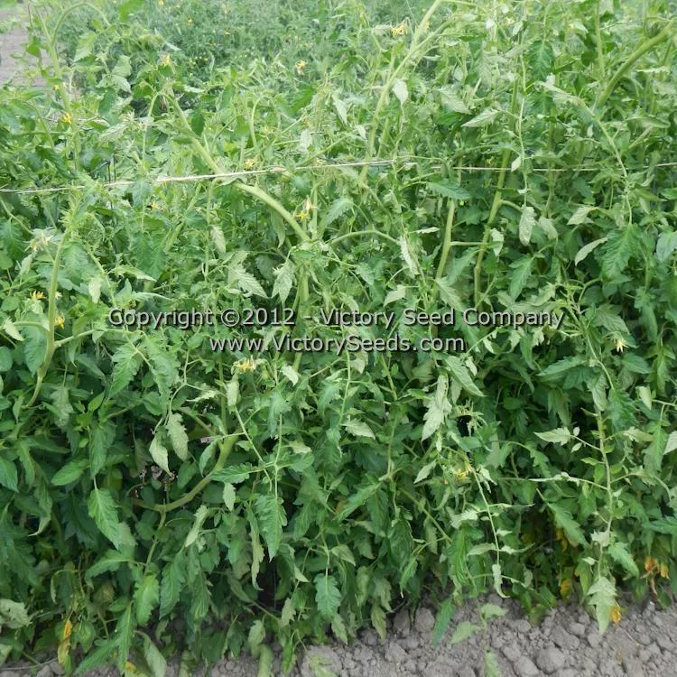 Speckled Roman Paste Tomato