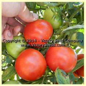 Lvinoe Serdtse Tomato