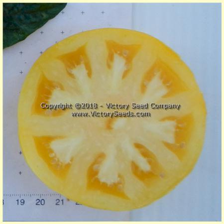 Dwarf Egypt Yellow Tomato