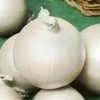 White Sweet Spanish Onion