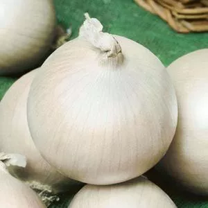 White Sweet Spanish Onion