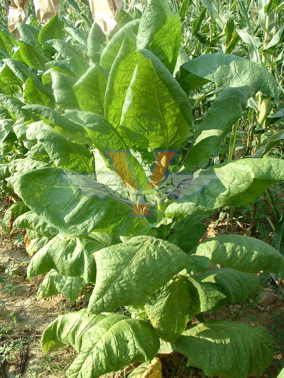 Havana 263 Tobacco