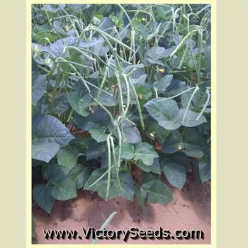 Texas Cream 40 Southern Pea