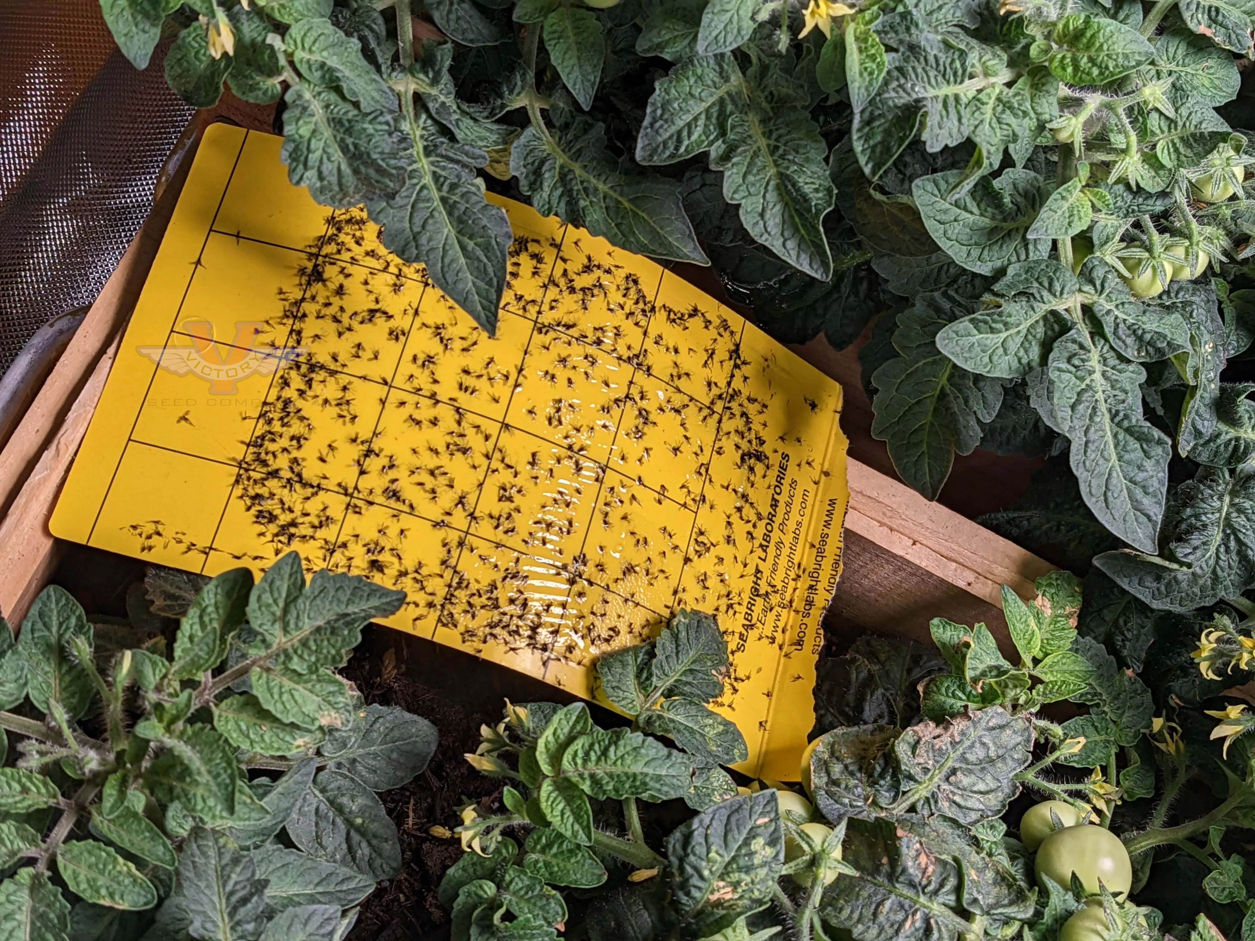 Yellow Sticky Aphid Whitefly Traps (Qty 5)