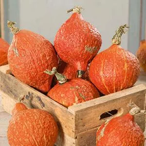Hubbard, Golden - Winter Squash