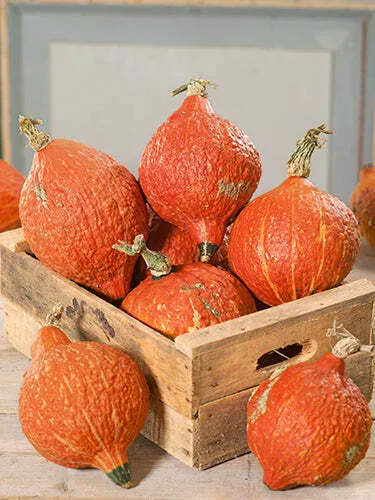 Hubbard, Golden - Winter Squash