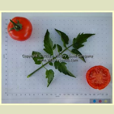Abu Rawan Tomato