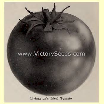 Livingston's Ideal Tomato