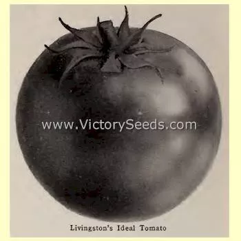 Livingston's Ideal Tomato