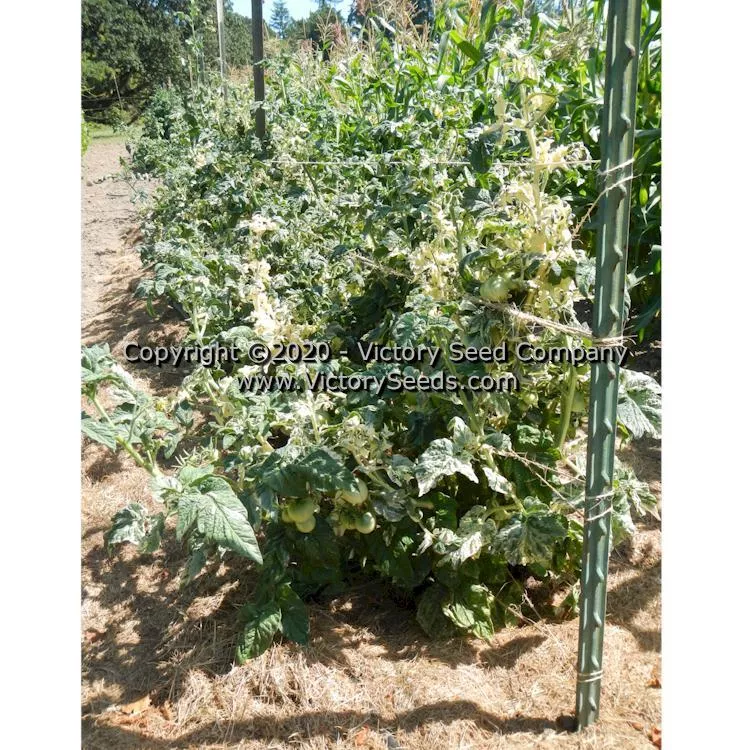 Dwarf Pico's Pride Tomato