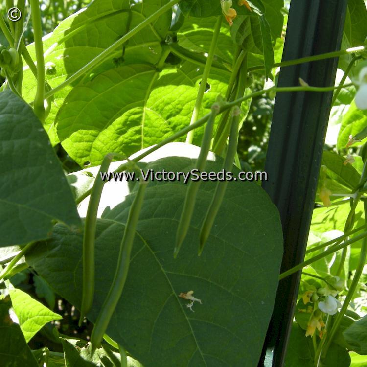 Blue Lake Pole Green Garden Bean, Wright Strain