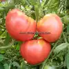 Fish Lake Oxheart Tomato