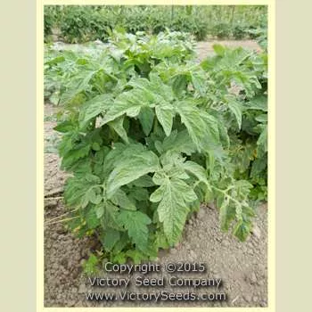Banksia Queen Tomato