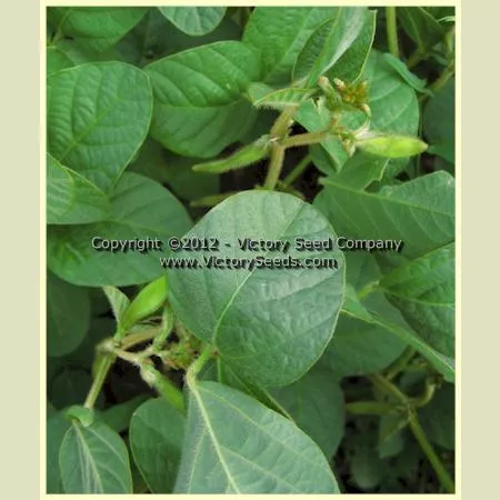 Kharkovskaya Zernokormovaya Soybean