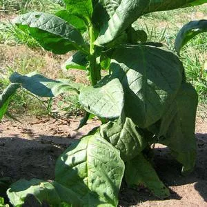 Red Russian Tobacco
