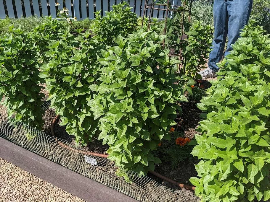 Basil, Everleaf Thai Towers