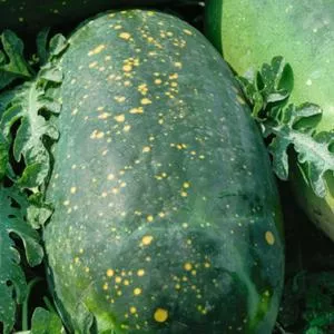 Moon and Stars Watermelon