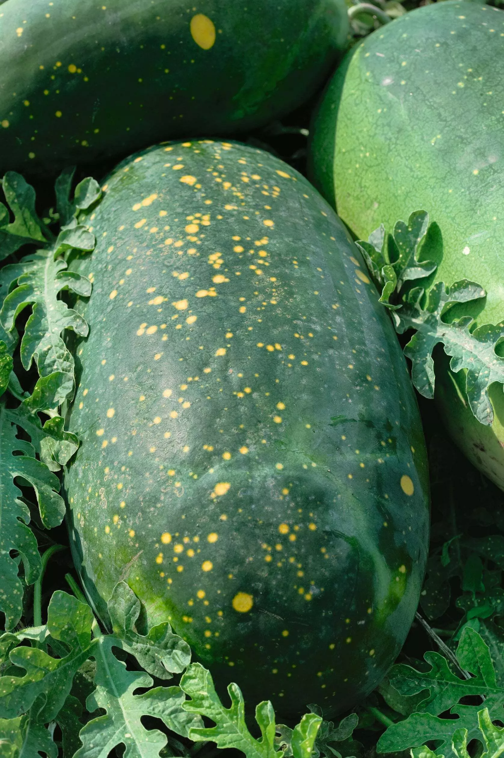 Moon and Stars Watermelon