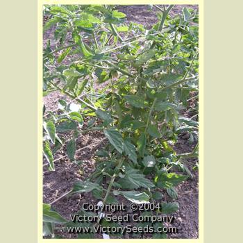 Earliosa No 6 Tomato