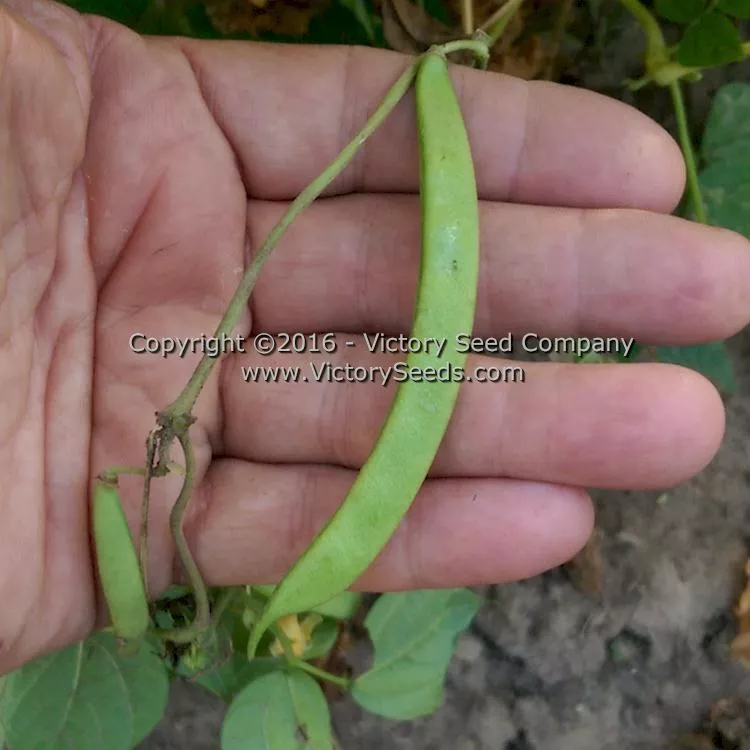 Spartan Snap Half Runner Bean