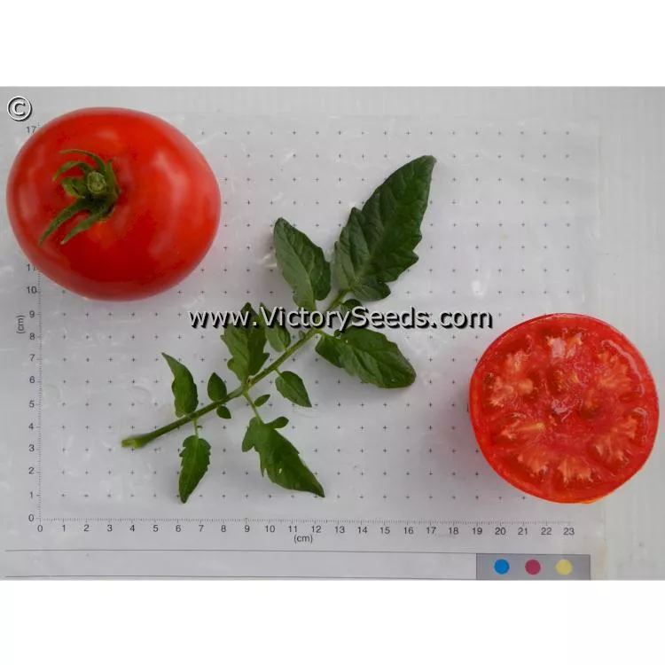 Siletz Tomato