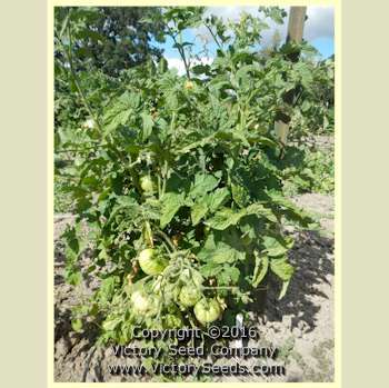 Loxton Lass Tomato