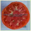 Waratah Tomato