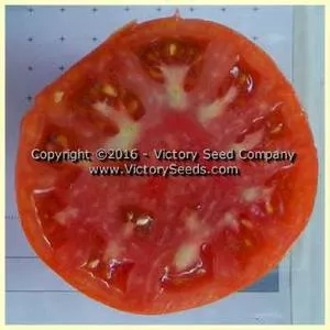 Waratah Tomato