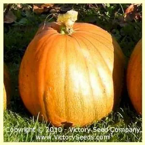 Kustovaya Oranzhevaya Pumpkin