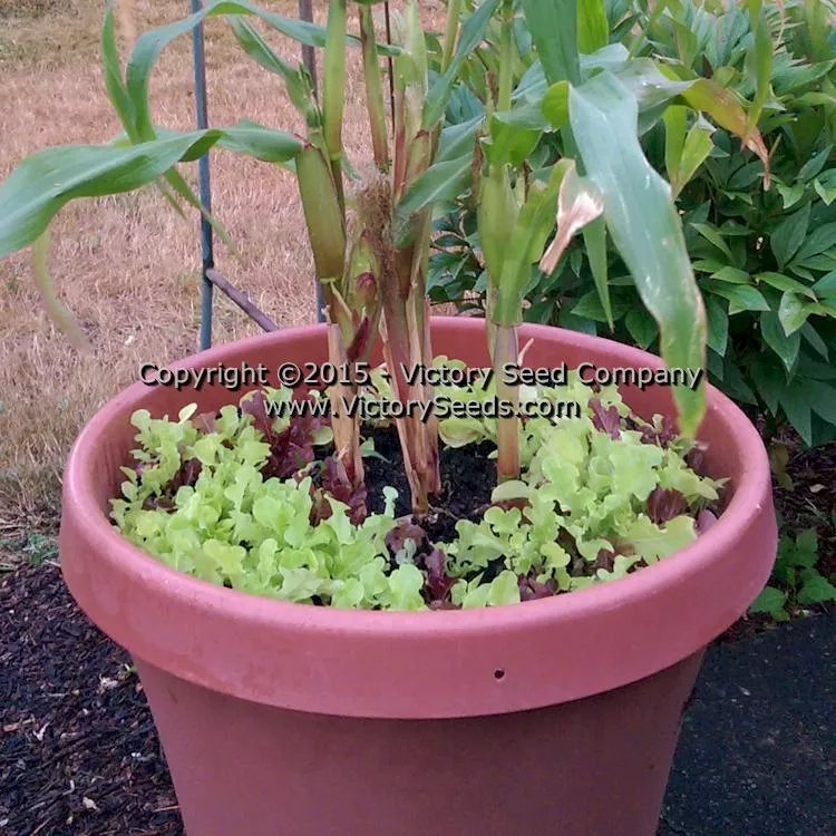 Orchard Baby Sweet Corn