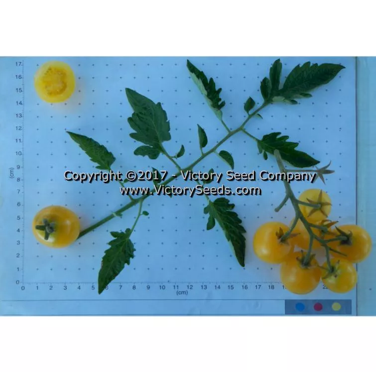 White Cherry Tomato