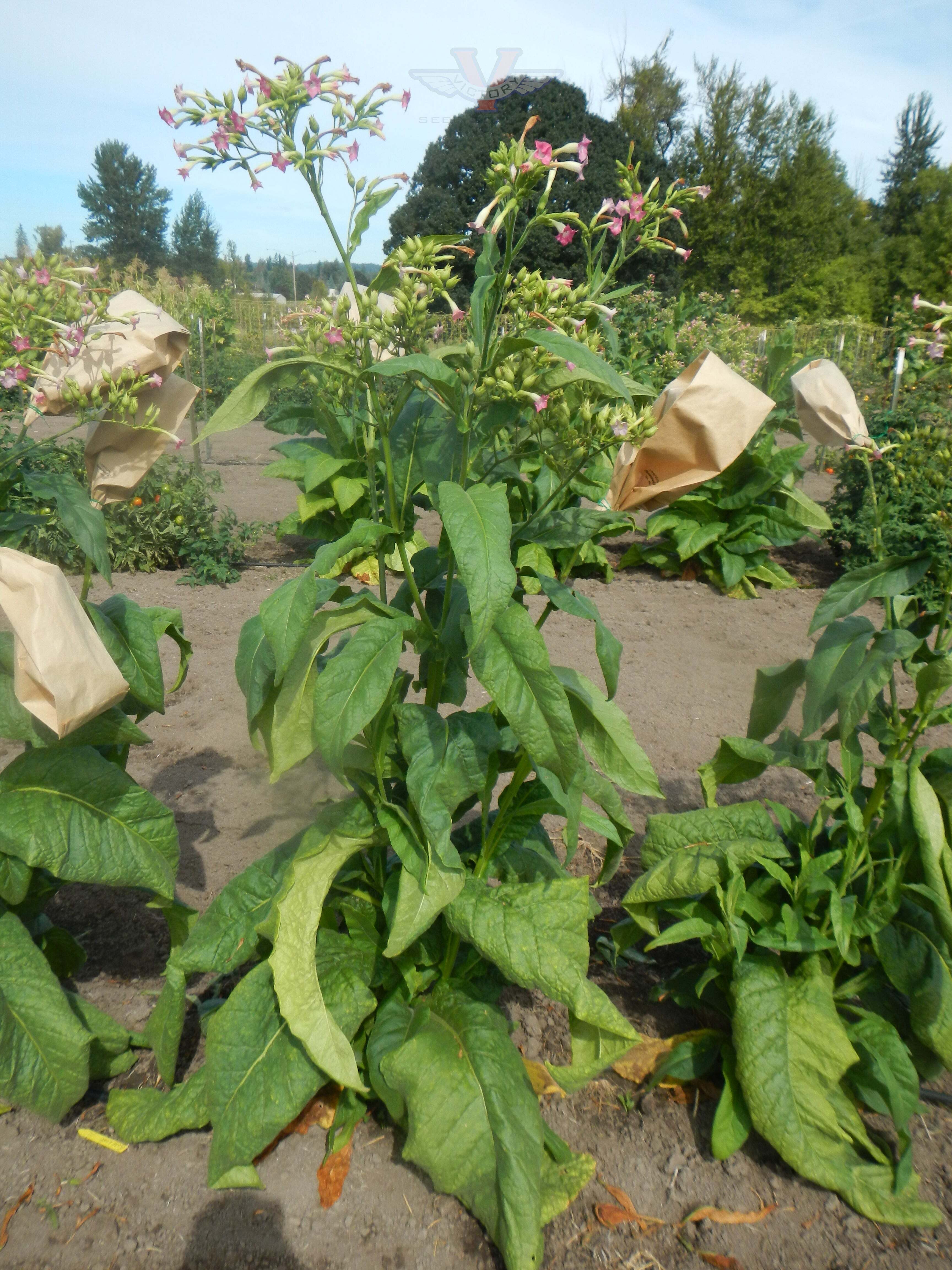 Gold Leaf Tobacco