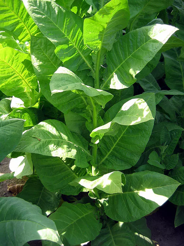 Corojo 99 Tobacco