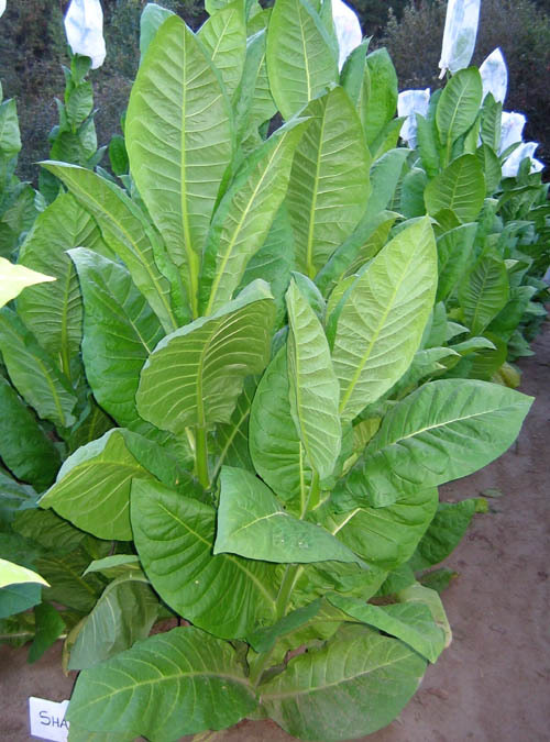Shargo Tobacco