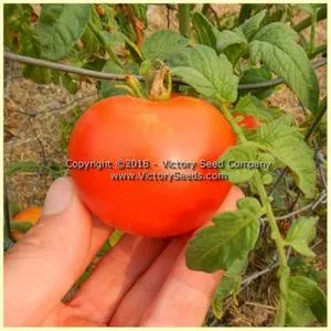 Bay State Tomato