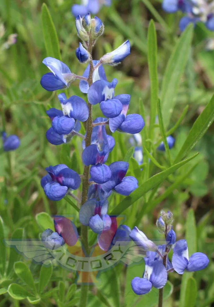 Texas Bluebonnet