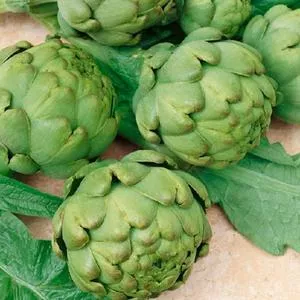 Artichoke & Cardoon