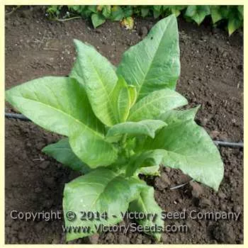 Zimmer Spanish Tobacco