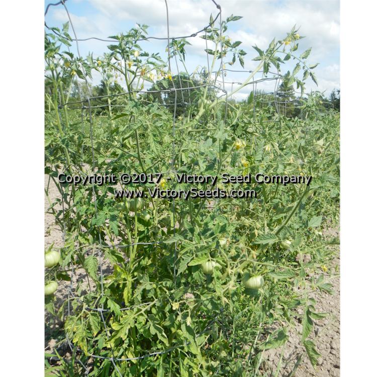 White Tomesol Tomato
