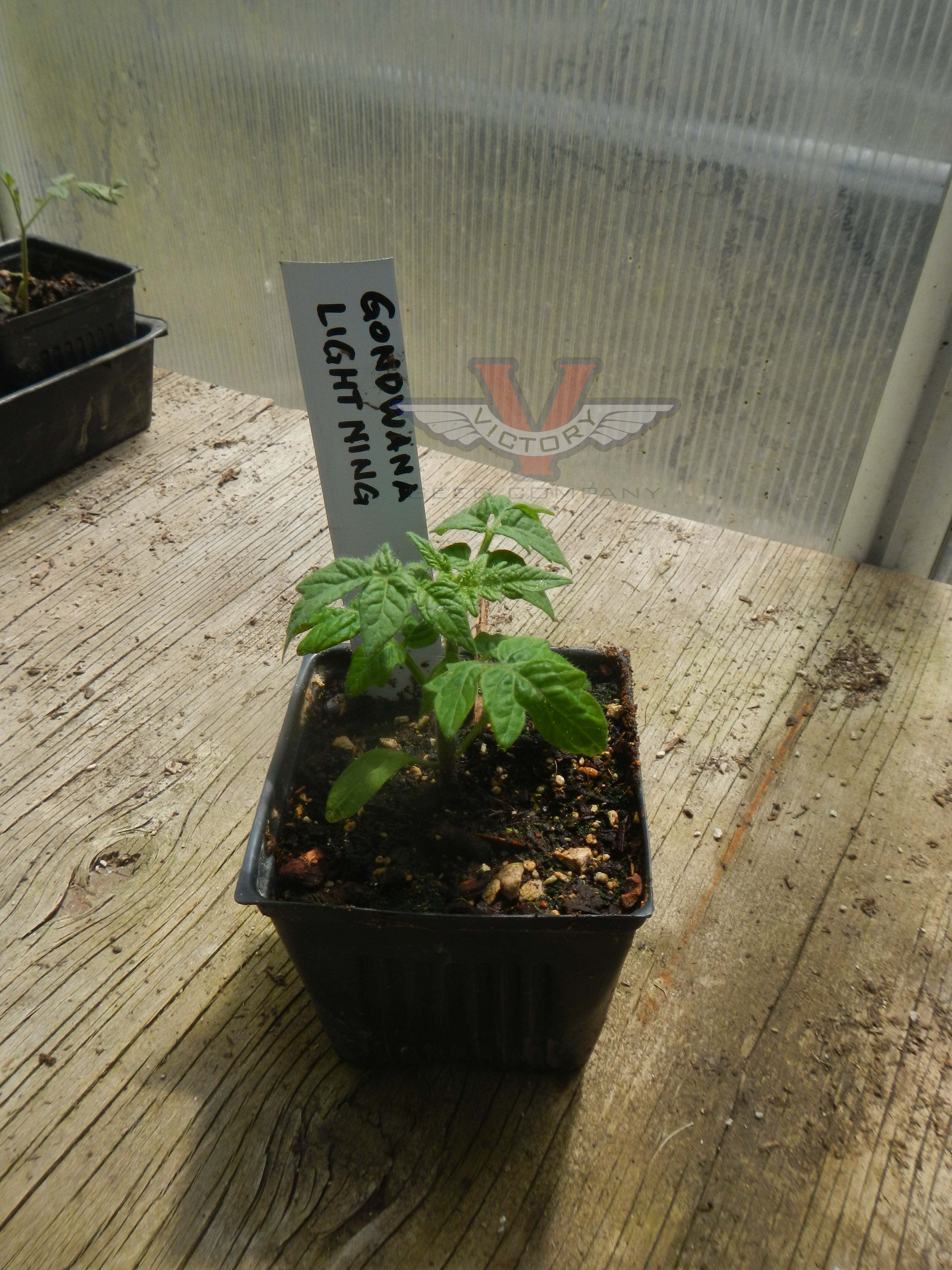 Gondwana Lightning Tomato