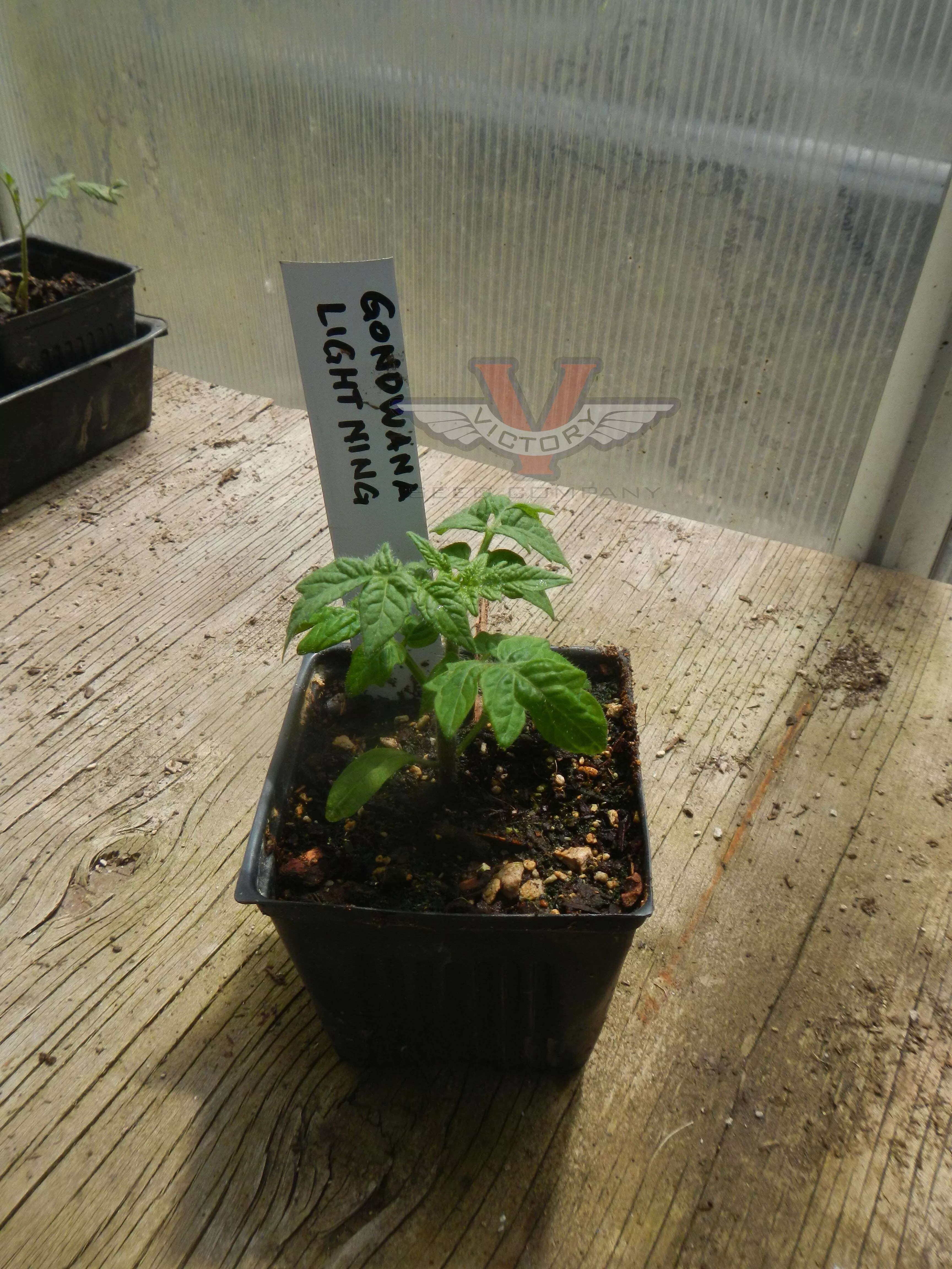 Gondwana Lightning Tomato