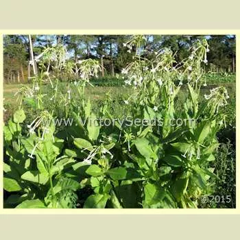 Ornamental Flowering Tobacco
