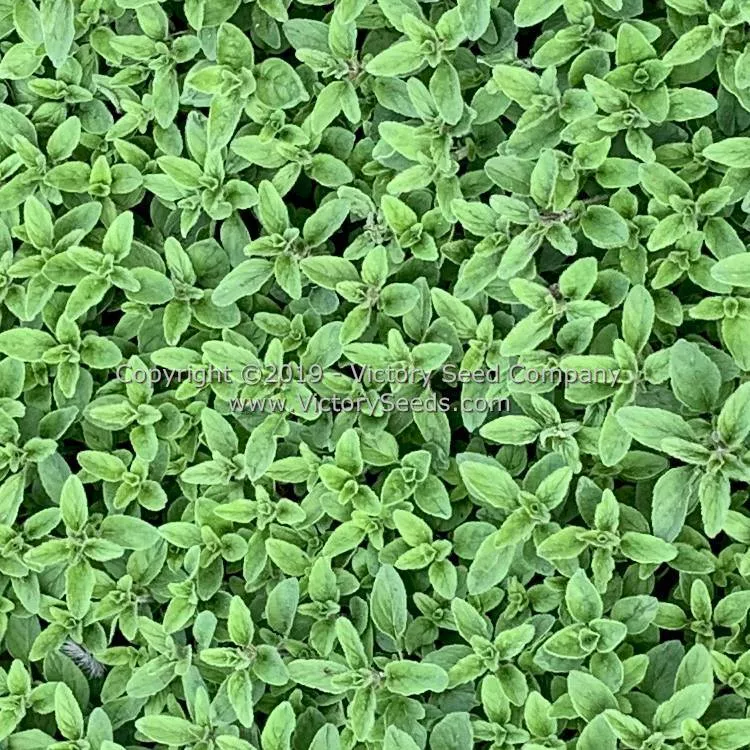 Oregano - Common Italian